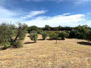 Terreno agricolo in vendita a pisticci contrada san pietro s.n.c.