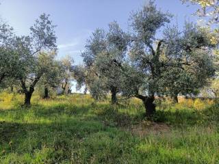 Terreno agricolo in vendita a civitella san paolo strada provinciale fiano civitella nazzano