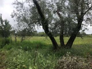 Terreno agricolo all'asta a ischia di castro sp106