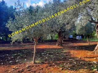 Terreno agricolo in vendita a mignano monte lungo via casilina, 85