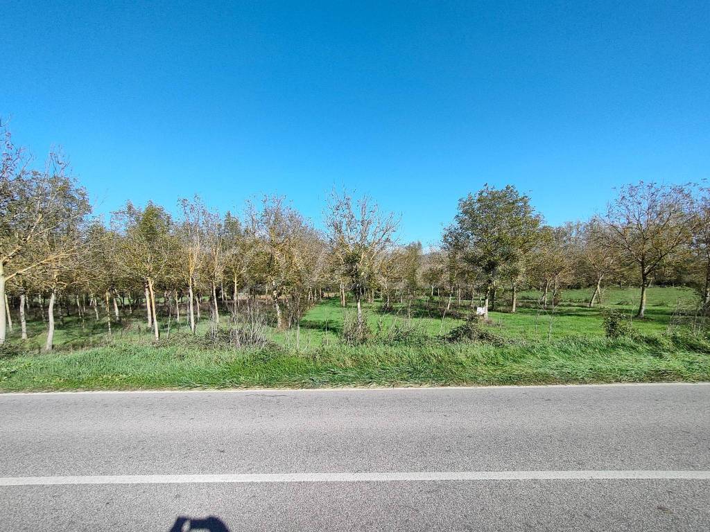 immagine annuncio 9 di 13