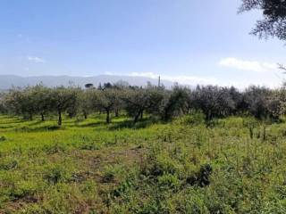 Terreno agricolo all'asta a giano dell'umbria fabbri