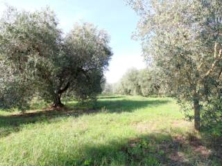 Terreno agricolo in vendita a montelibretti via delle noci, 7