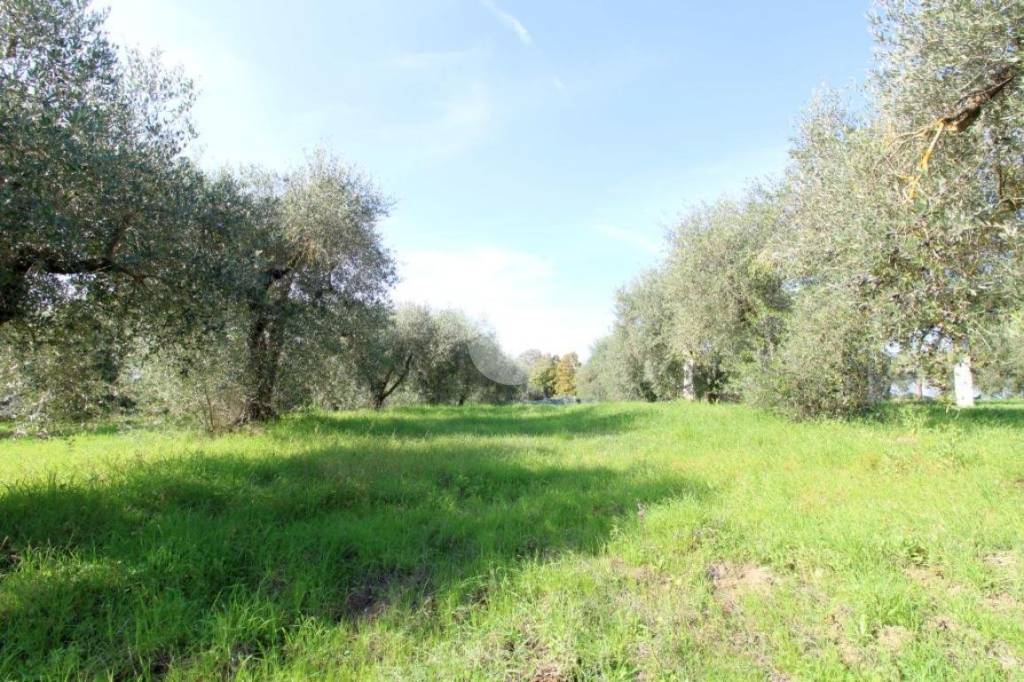 immagine annuncio 9 di 14
