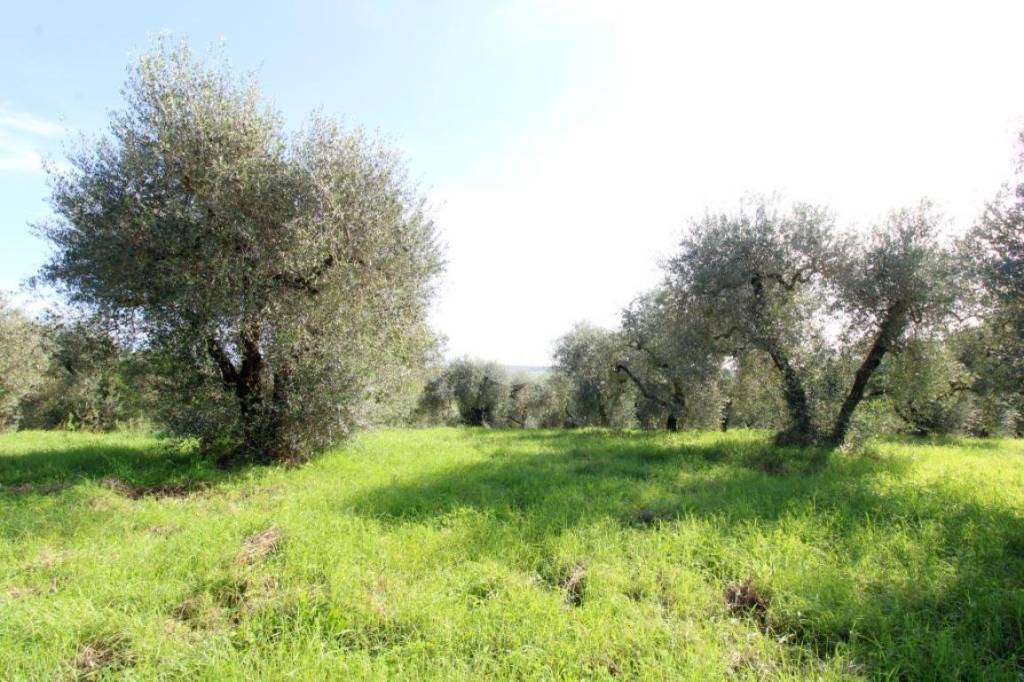 immagine annuncio 11 di 14