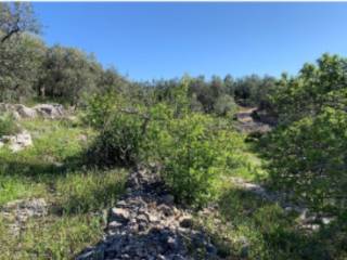 Terreno agricolo all'asta a bisceglie strada abbazia