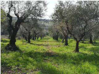 Terreno agricolo all'asta a cori via colle fagiano