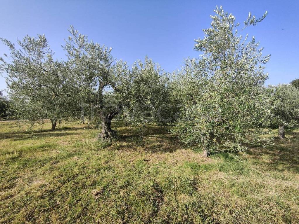 immagine annuncio 1 di 7