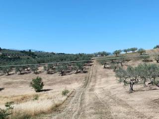 Terreno agricolo in vendita a pianella contrada garofalo