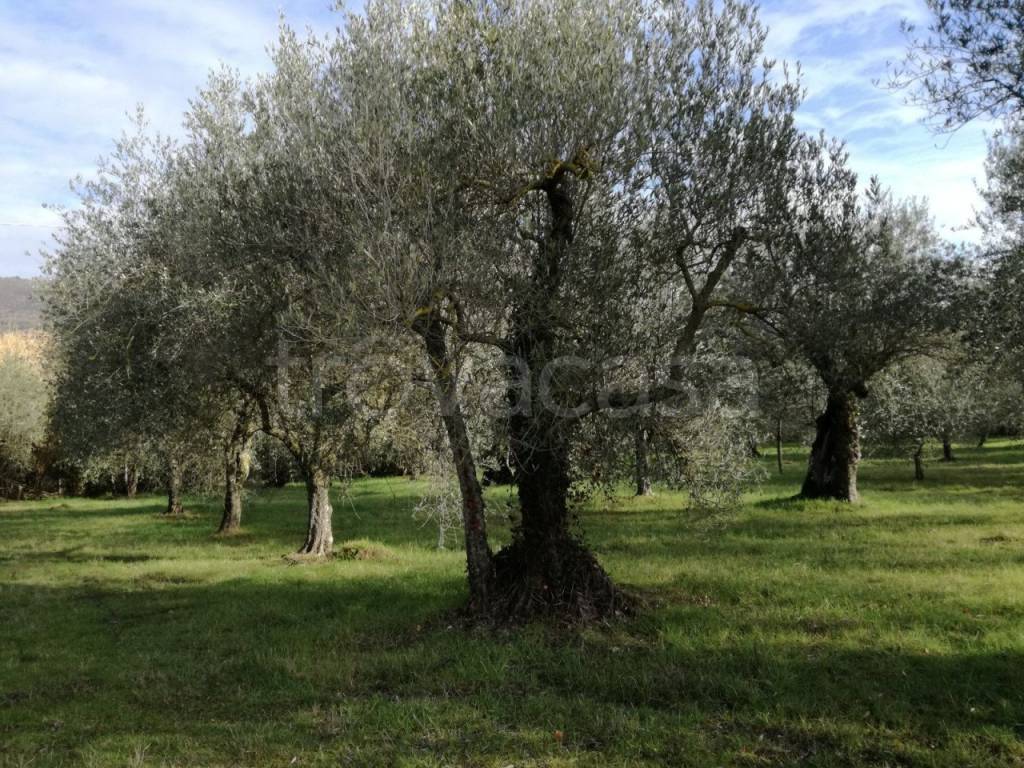 immagine annuncio 4 di 9