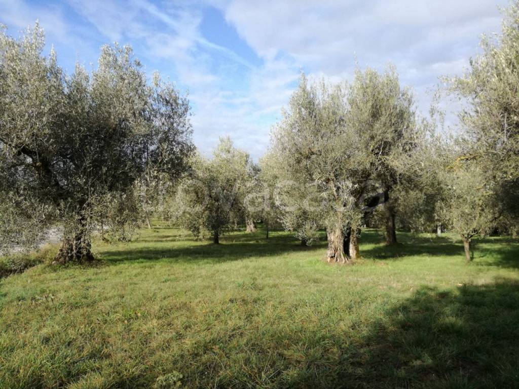 immagine annuncio 5 di 9