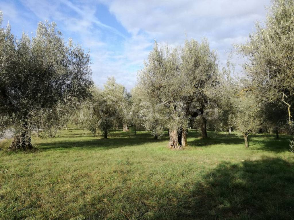 immagine annuncio 6 di 9