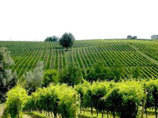 Terreno agricolo in vendita a ziano piacentino località colombarone, 228