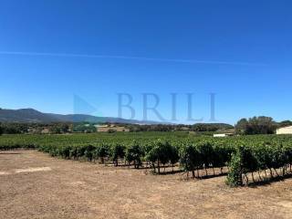 Azienda agricola in vendita a berchidda 