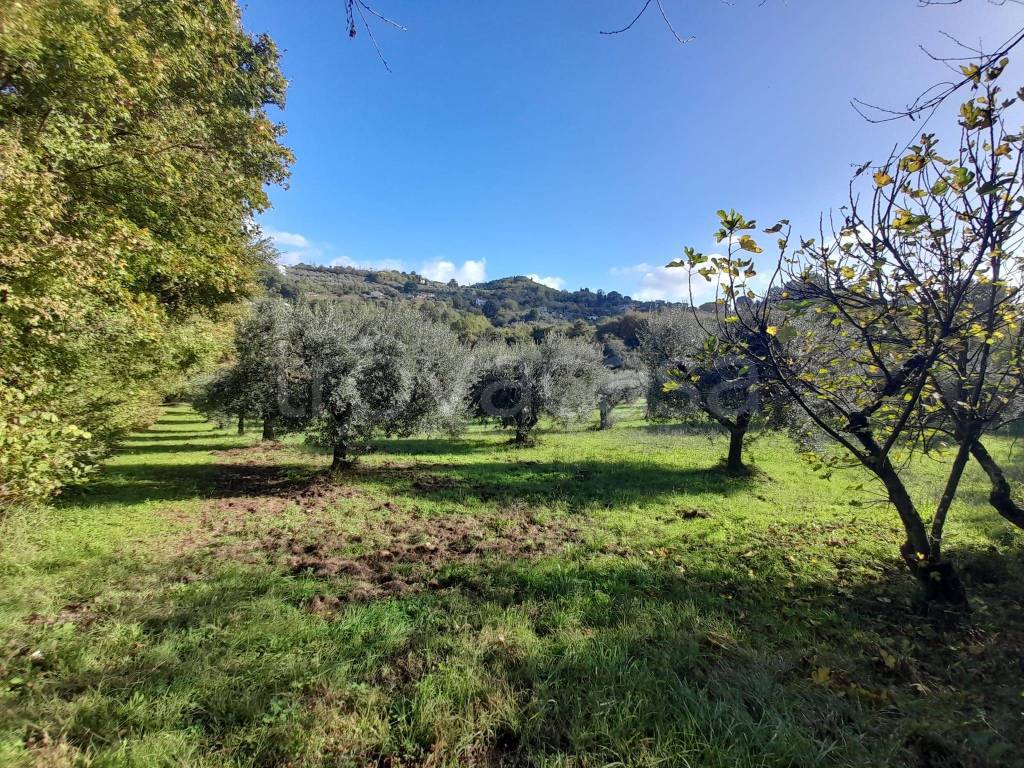 immagine annuncio 2 di 6
