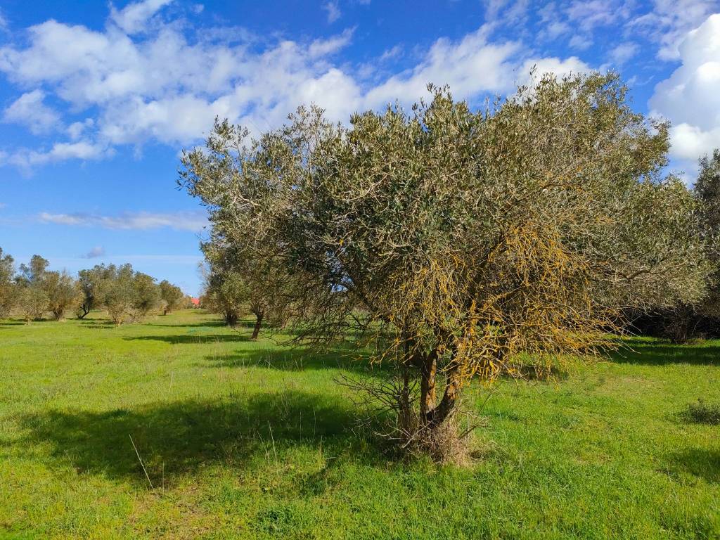 immagine annuncio 7 di 11
