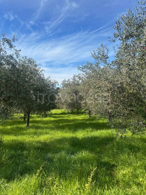 immagine annuncio 4 di 12