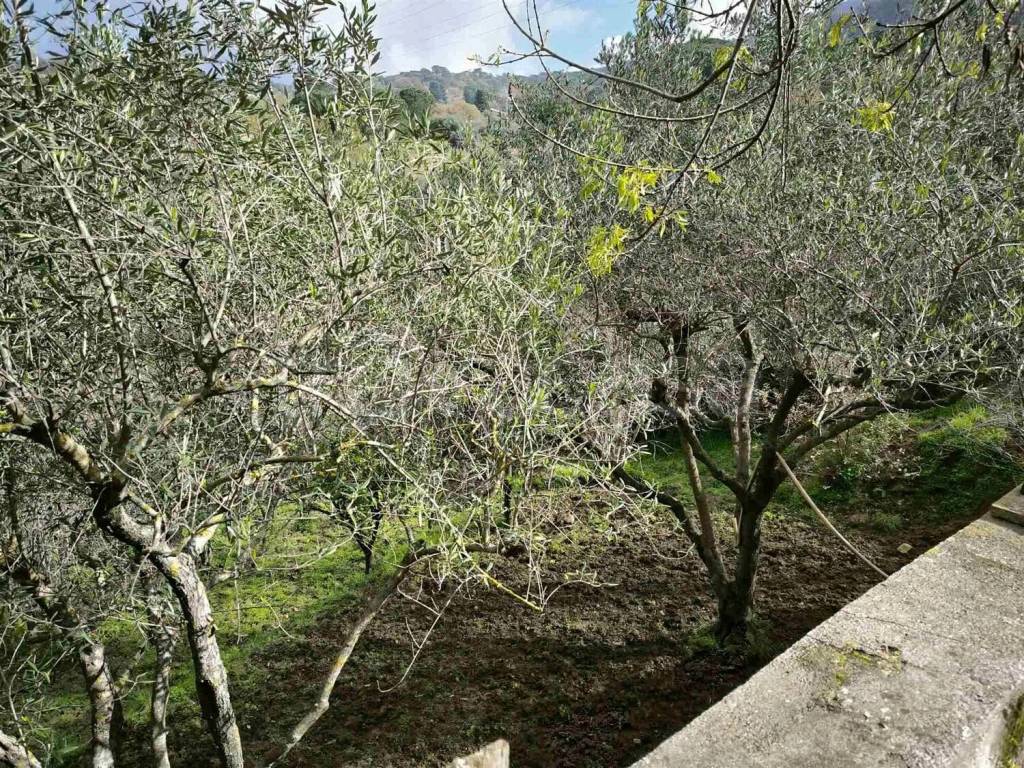 immagine annuncio 4 di 14