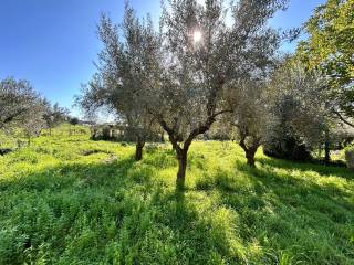 Terreno agricolo in vendita ad ariccia via delle grotte, 23