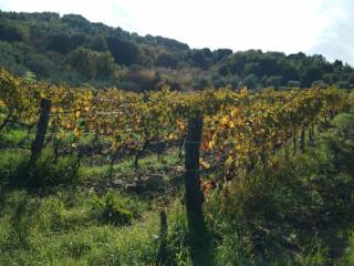 Terreno agricolo in vendita a civitella paganico strada provinciale leopoldina