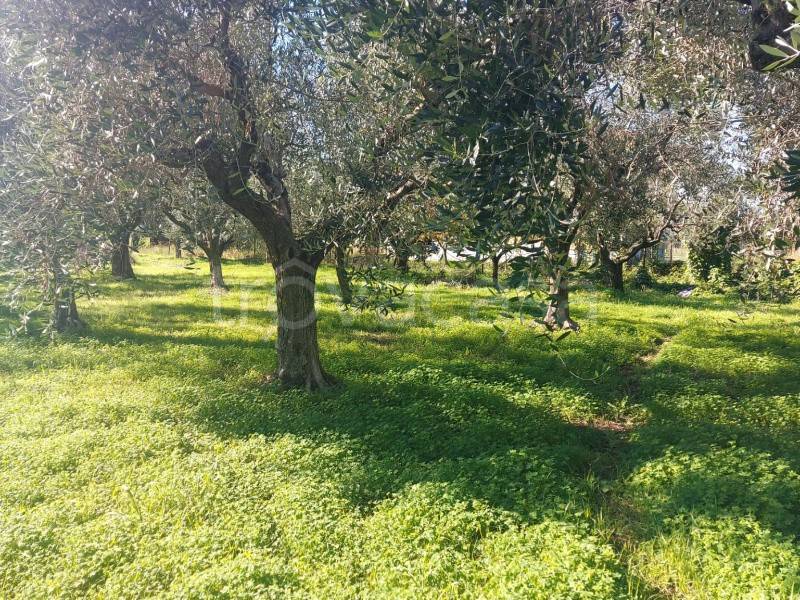 immagine annuncio 10 di 12