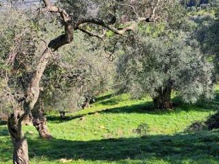 Terreno agricolo in vendita a scarlino 