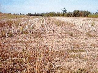 Terreno agricolo all'asta a oviglio cascina cavallero