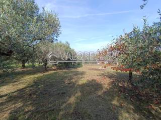 Terreno agricolo in vendita a roma via di colle mattia, 300