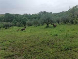 Terreno agricolo all'asta a ferentino via ponte sereno