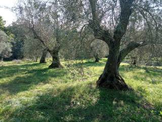 Terreno agricolo in vendita a vetralla 