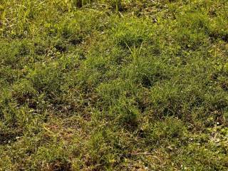 Terreno agricolo in vendita a cassolnovo via roma