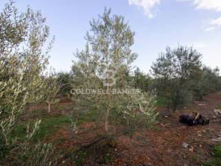 Terreno agricolo in vendita a san vito dei normanni contrada san giacomo