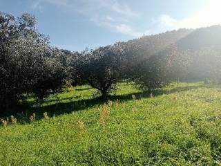 Terreno agricolo in vendita a montefiascone via notazie