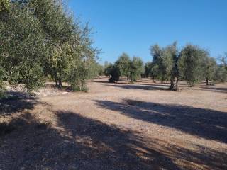 Terreno agricolo in vendita a bitritto via modugno