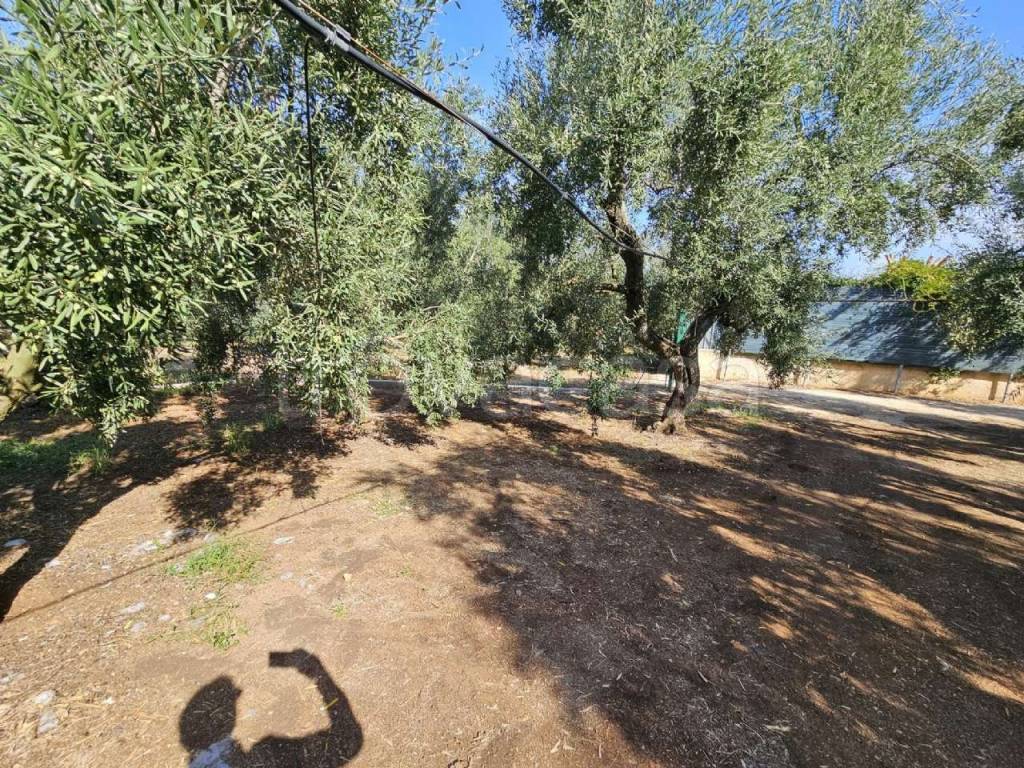 immagine annuncio 5 di 9