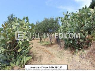 Terreno agricolo all'asta a montauro contrada zalarmichello