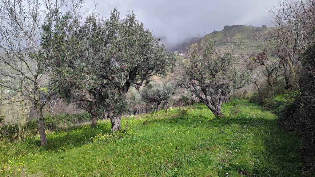 immagine annuncio 6 di 8