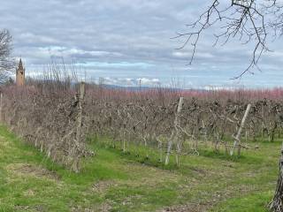 Terreno agricolo in vendita a ronco all'adige 