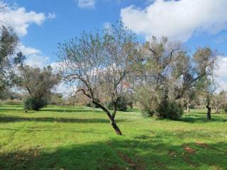 Terreno residenziale in vendita a san vito dei normanni 