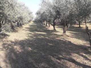 Terreno residenziale in vendita a turrivalignani via belvedere