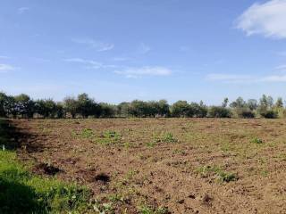 Terreno agricolo in vendita a cellole via quintola , 1