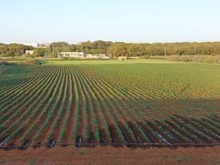 Terreno agricolo in vendita a presicce-acquarica strada provinciale presicce morciano gagliano del capo