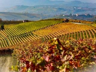 Terreno agricolo in vendita a grinzane cavour 