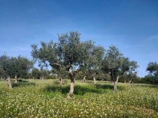 Terreno agricolo in vendita a castelvetrano strada provinciale partanna-castelvetrano