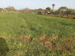 Terreno agricolo in vendita a casarano contrada pirati