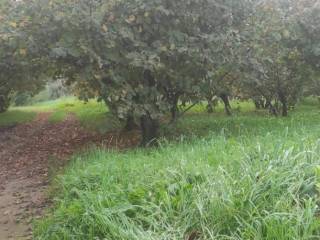 Terreno agricolo in vendita a vairano patenora via bonifica