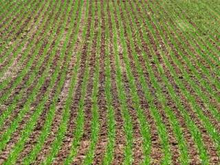 Terreno agricolo in vendita a pozzolengo 