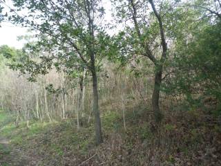 Terreno agricolo in vendita a sarno 