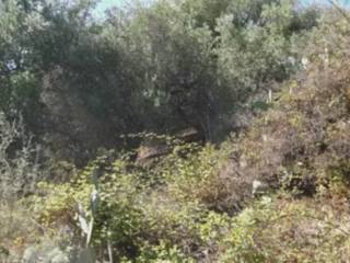 Terreno agricolo all'asta a lipari via monsignor bernardino re