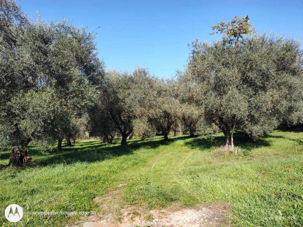 immagine annuncio 5 di 9